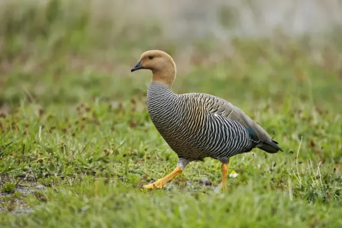 Framed Print : Upland Goose (Chloephaga picta) adult female, walking, Torres del Paine N. P. Southern Patagonia, Chile, November