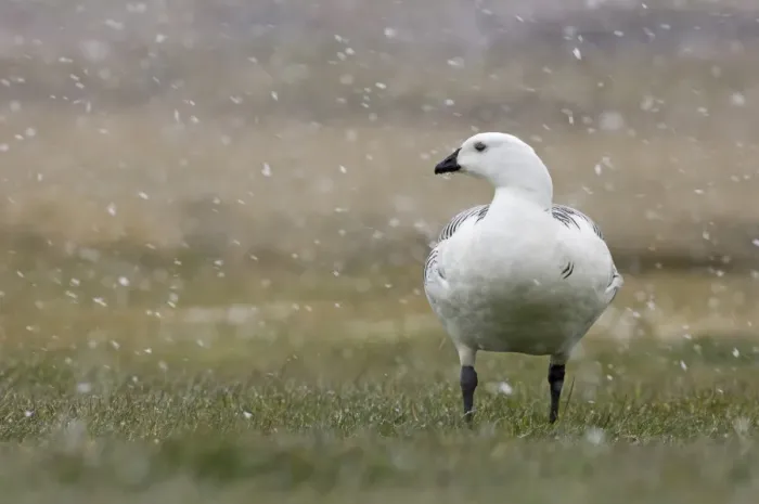 Framed Print : Upland Goose (Chloephaga picta) adult male, standing on grass during snowfall, Sea Lion Island, Falkland Islands, november Framed Print : Upland Goose (Chloephaga picta) adult male, standing on grass during snowfall, Sea Lion Island, Falkland Islands, november