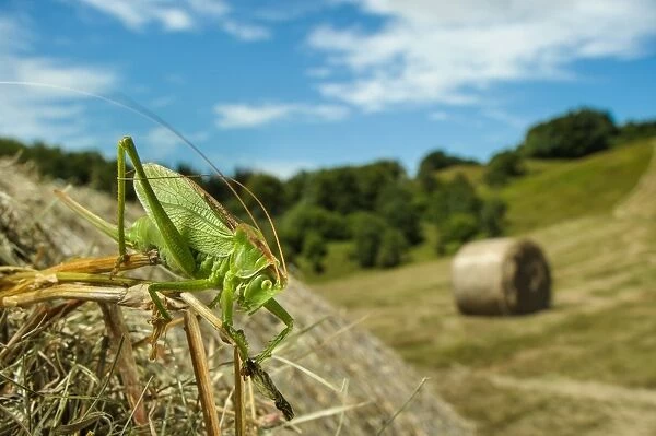 Upland Green Bush-cricket (Tettigonia cantans) adult female, resting on round hay bale in cut meadowland habitat