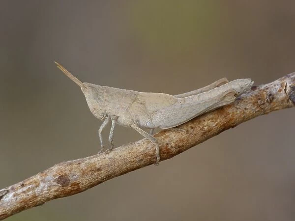 Upland Heath Grasshopper (Rhitzala modesta) adult, resting on twig, Western Australia, Australia
