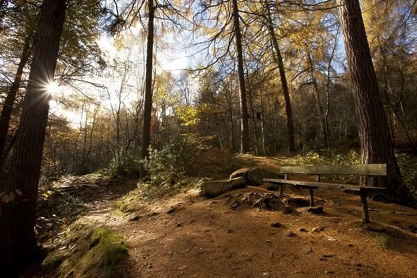 Upland woodland habitat with larch trees and bench, Wyming Brook, Sheffield, South Yorkshire, England, november