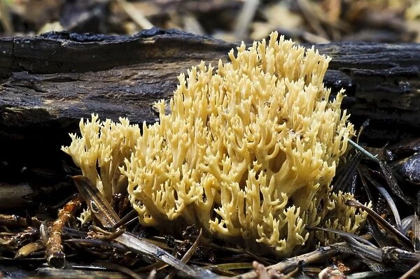 Upright Coral Fungus (Ramaria stricta) fruiting body, growing on decaying twigs, Sir Harold Hillier Gardens, Romsey