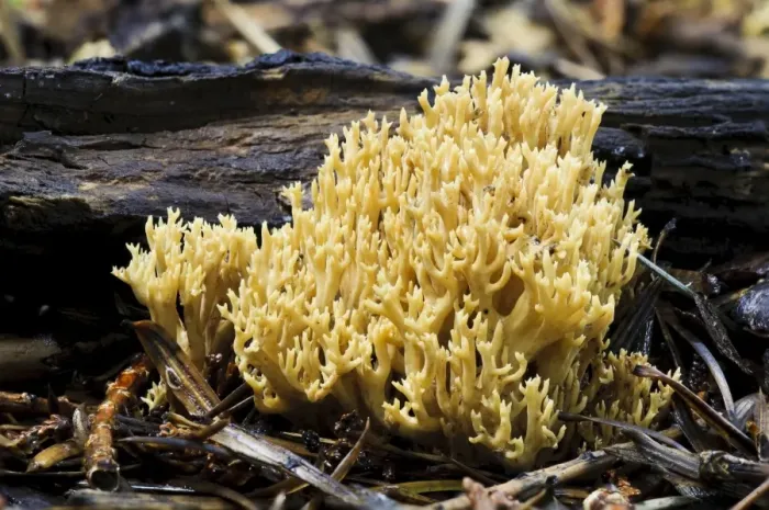 Framed Print : Upright Coral Fungus (Ramaria stricta) fruiting body, growing on decaying twigs, Sir Harold Hillier Gardens, Romsey Framed Print : Upright Coral Fungus (Ramaria stricta) fruiting body, growing on decaying twigs, Sir Harold Hillier Gardens, Romsey