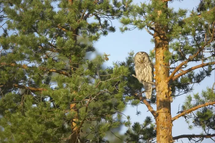 Framed Print : Ural Owl (Strix uralensis) adult, perched on branch in pine tree, Finland Framed Print : Ural Owl (Strix uralensis) adult, perched on branch in pine tree, Finland