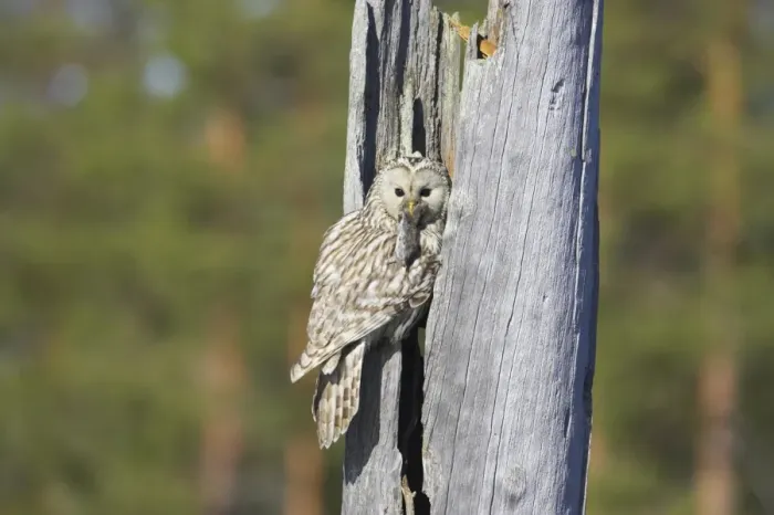 Framed Print : Ural Owl (Strix uralensis) adult female, with rodent prey in beak, food for chicks, at nest in hollow of dead tree trunk, Finland