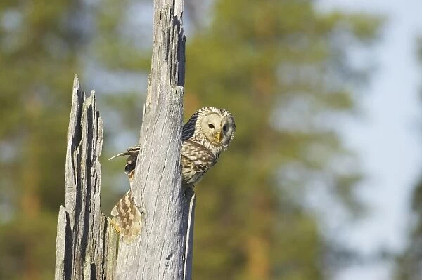 Ural Owl (Strix uralensis) adult female, at nest in hollow of dead tree trunk, Finland