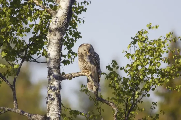 Framed Print : Ural Owl (Strix uralensis) adult female, with rodent prey in beak, food for chicks, perched on branch in birch tree, Finland