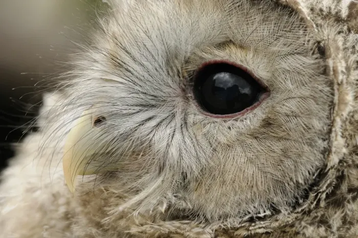 Framed Print : Ural Owl (Strix uralensis) chick, close-up of head (captive) Framed Print : Ural Owl (Strix uralensis) chick, close-up of head (captive)