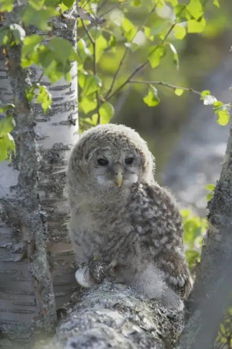 Framed Print : Ural Owl (Strix uralensis) mature chick, recently fledged, perched on branch in birch tree, Finland