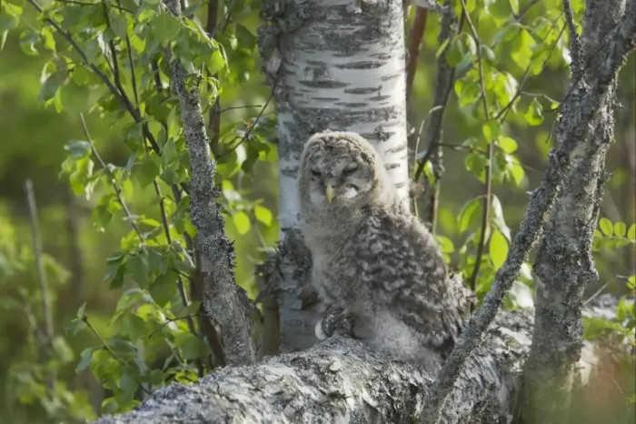 Framed Print : Ural Owl (Strix uralensis) mature chick, recently fledged, perched on branch in birch tree, Finland Framed Print : Ural Owl (Strix uralensis) mature chick, recently fledged, perched on branch in birch tree, Finland
