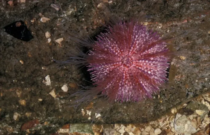 Framed Print : Urchin - Edible Sea Urchin(Echinus esculentus)crawling note lower left corner-extended tube