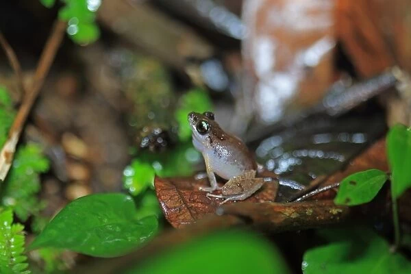 Urichs Rain Frog (Pristimantis urichi) adult male, calling, sitting on leaf litter, Trinidad, Trinidad and Tobago