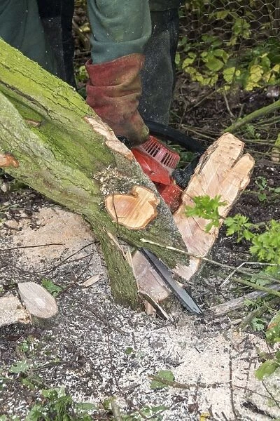 Using a chainsaw to partly cut hawthorn which is then laid to one side