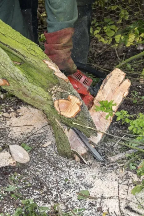 Framed Print : Using a chainsaw to partly cut hawthorn which is then laid to one side Framed Print : Using a chainsaw to partly cut hawthorn which is then laid to one side