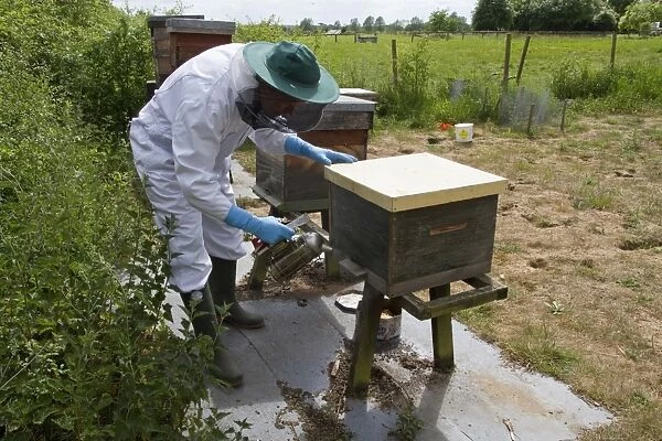 Using a smoker at the bee hive entrance to brood box to pacify the honey bees