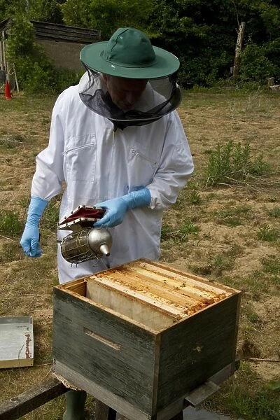 Using a smoker over the open brood box part of the bee hive and exposed wax frames to pacify the honey bees