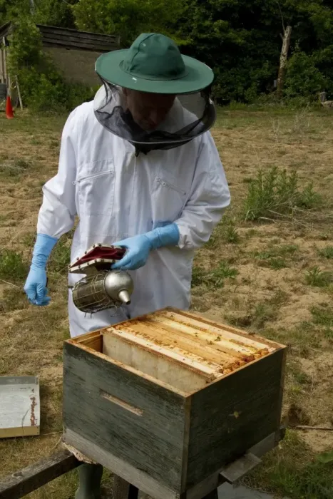 Framed Print : Using a smoker over the open brood box part of the bee hive and exposed wax frames to pacify the honey bees Framed Print : Using a smoker over the open brood box part of the bee hive and exposed wax frames to pacify the honey bees