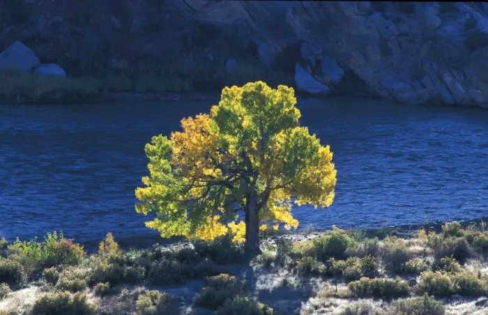 Framed Print : Utah The golden glow of the Cottonwood tree in Autumn, Dinosaur NP. Utah, USA Framed Print : Utah The golden glow of the Cottonwood tree in Autumn, Dinosaur NP. Utah, USA