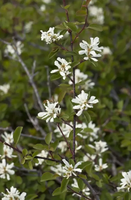 Framed Print : Utah Serviceberry (Amelanchier utahensis) flowering, Klamath Mountains, California, U. S. A. july Framed Print : Utah Serviceberry (Amelanchier utahensis) flowering, Klamath Mountains, California, U. S. A. july