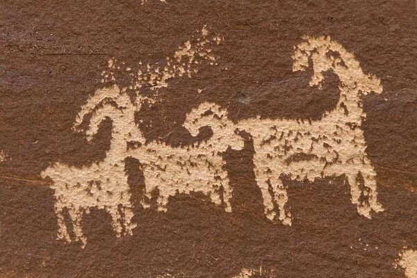 Ute Rock Art, Native American petroglyphs in sandstone rock, showing stylized horse