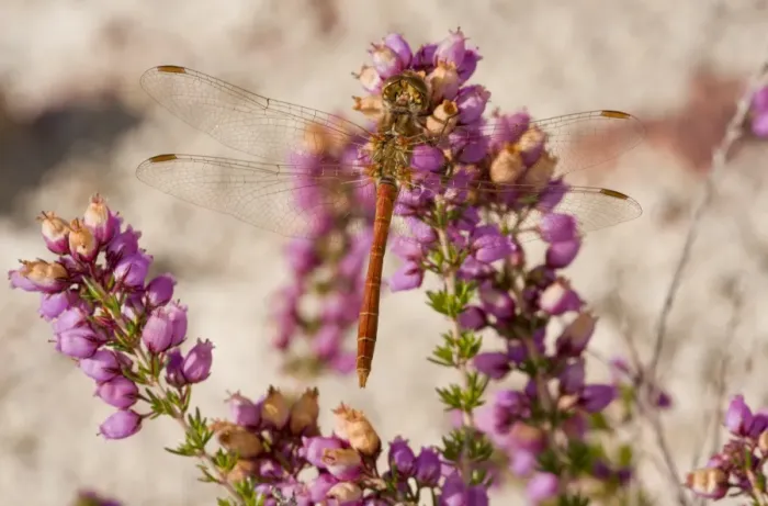 Framed Print : Vagrant Darter (Sympetrum vulgatum) adult male, resting on bell heather flowers, France, August Framed Print : Vagrant Darter (Sympetrum vulgatum) adult male, resting on bell heather flowers, France, August