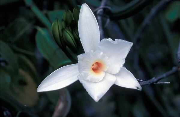 Vanilla Orchid - Mahe Seychelles. Vanilla phalaenopsis