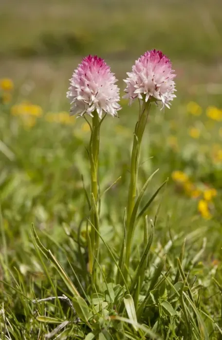 Framed Print : Vanilla Orchid (Nigritella corneliana) flowering, Col d Allos, Maritime Alps, France, June Framed Print : Vanilla Orchid (Nigritella corneliana) flowering, Col d Allos, Maritime Alps, France, June