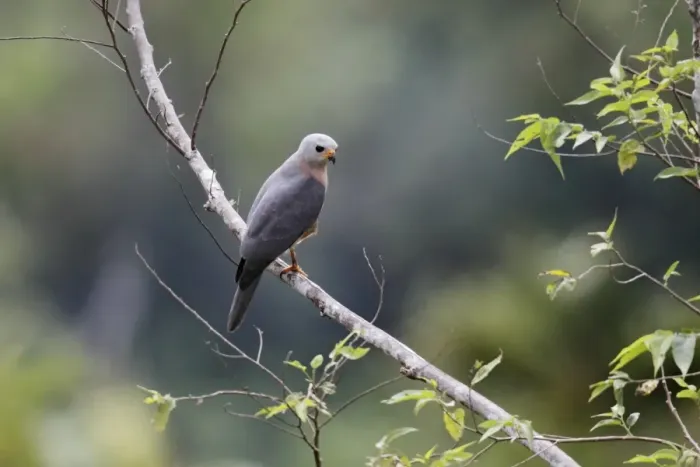 Framed Print : Variable Goshawk (Accipiter hiogaster lavongai) adult, perched on branch, Lelet Plateau, New Ireland Framed Print : Variable Goshawk (Accipiter hiogaster lavongai) adult, perched on branch, Lelet Plateau, New Ireland