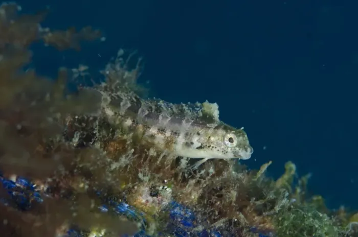 Framed Print : Variable Sabretooth Blenny (Petroscirtes variabilis) adult, resting on discarded rope, Lembeh Straits, Sulawesi Framed Print : Variable Sabretooth Blenny (Petroscirtes variabilis) adult, resting on discarded rope, Lembeh Straits, Sulawesi