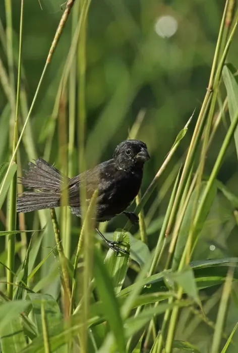 Framed Print : Variable Seedeater (Sporophila corvina hicksii) adult male, perched amongst grass, Chagres River, Panama, November Framed Print : Variable Seedeater (Sporophila corvina hicksii) adult male, perched amongst grass, Chagres River, Panama, November