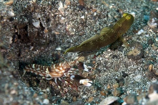 Variable Shrimpgoby (Cryptocentrus fasciatus) adult, with Snapping Shrimp (Alpheus sp. ) at burrow entrance in sand