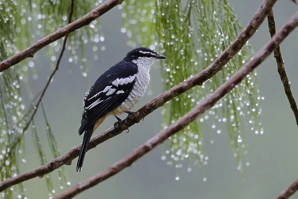 Varied Triller (Lalage leucomela falsa) adult, perched on branch during rainfall, Lelet Plateau, New Ireland