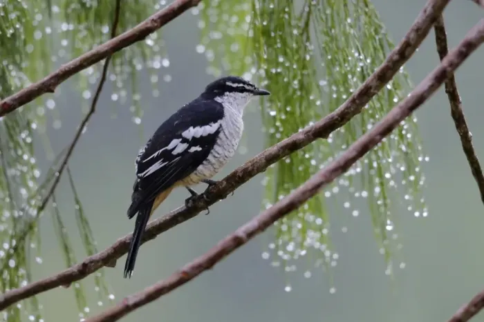 Framed Print : Varied Triller (Lalage leucomela falsa) adult, perched on branch during rainfall, Lelet Plateau, New Ireland