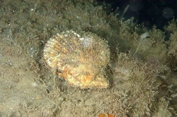 Variegated Scallop (Chlamys varia) adult, on seabed, Lyme Bay, Dorset, England, August