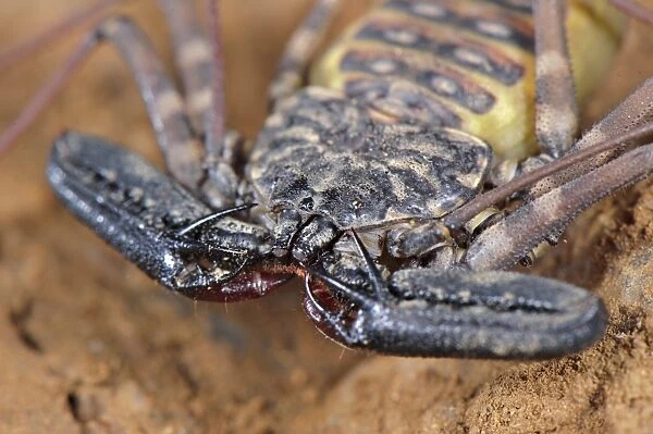 Variegated Tailless Whip Scorpion (Damon variegatus) adult female, close-up of cephalothorax and pincers, Balule Nature Reserve, Limpopo Province, South Africa