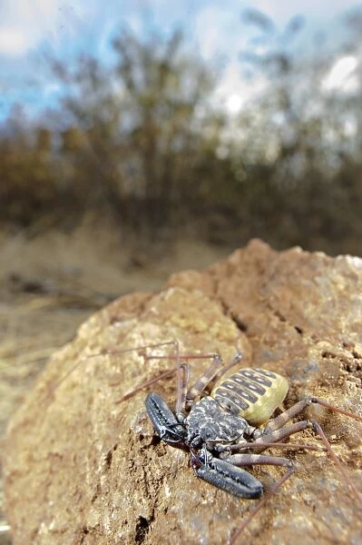 Variegated Tailless Whip Scorpion (Damon variegatus) adult female, on rock in habitat, Balule Nature Reserve, Limpopo Province, South Africa