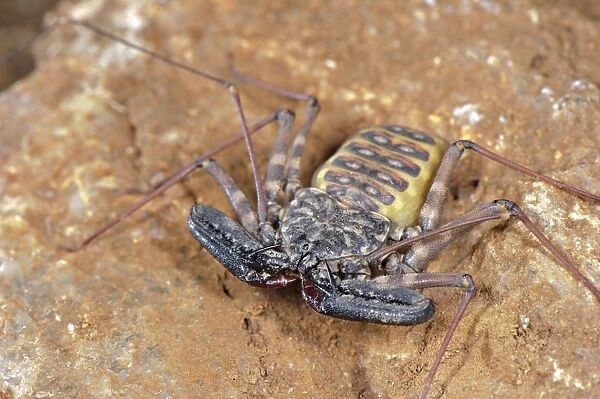 Variegated Tailless Whip Scorpion (Damon variegatus) adult female, on rock, Balule Nature Reserve, Limpopo Province, South Africa