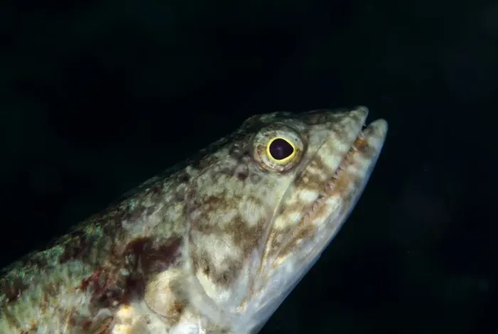 Framed Print : Varigated Lizardfish (Synodus variegatus) adult, close-up of head, Lembeh Straits, Sulawesi, Sunda Islands, Indonesia Framed Print : Varigated Lizardfish (Synodus variegatus) adult, close-up of head, Lembeh Straits, Sulawesi, Sunda Islands, Indonesia