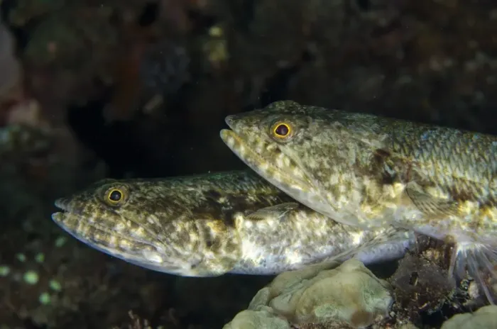 Framed Print : Varigated Lizardfish (Synodus variegatus) adult pair, close-up of heads, Lembeh Straits, Sulawesi
