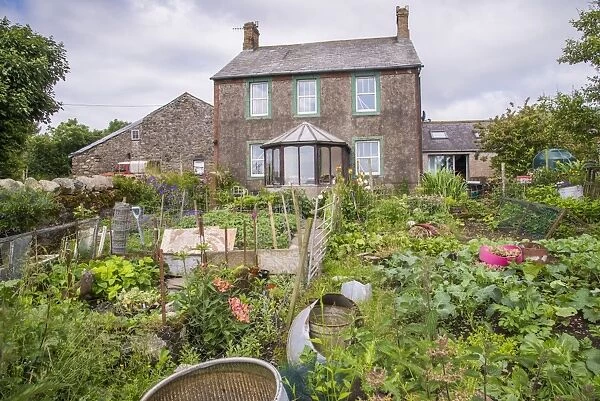Vegetable garden and farmhouse, Millom, Cumbria, England, July