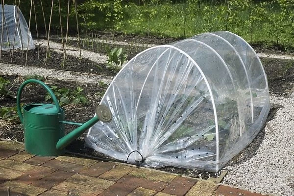 Vegetables growing under cloche with watering can in garden, Kirk House, Chipping, Preston, Lancashire, England, May