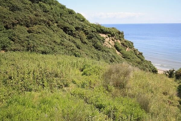 Vegetated gulley of slumped sea cliff, Whitecliff Bay, Isle of Wight, England, june
