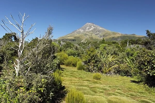 Vegetation on approach to base of stratovolcano, Mount Taranaki, Egmont N. P