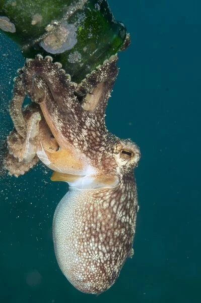 Veined Octopus (Amphioctopus marginatus) juvenile, clinging to glass bottle, Manado, Northeast Sulawesi, Indonesia