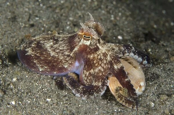 Veined Octopus (Amphioctopus marginatus) adult, with shell held in tentacles, Horseshoe Bay, Nusa Kode, Rinca Island
