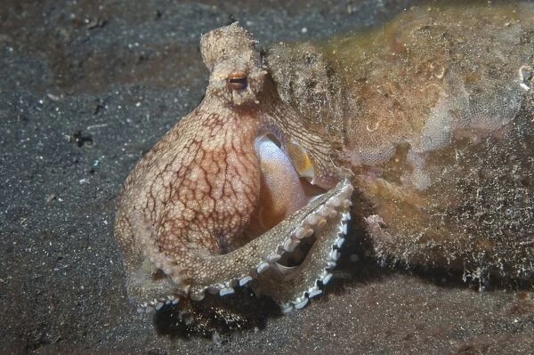 Veined Octopus (Amphioctopus marginatus) adult, sheltering in bottle, catching hermit crab on black sand, Hei Nus