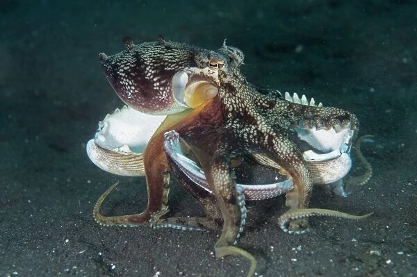 Veined Octopus (Amphioctopus marginatus) adult, holding shell, walking across black sand, Lembeh Straits, Sulawesi