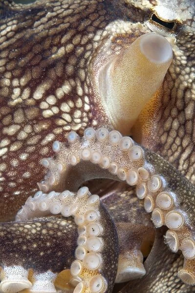 Veined Octopus (Amphioctopus marginatus) adult, close-up of siphon, tentacles and suckers, Lembeh Straits, Sulawesi