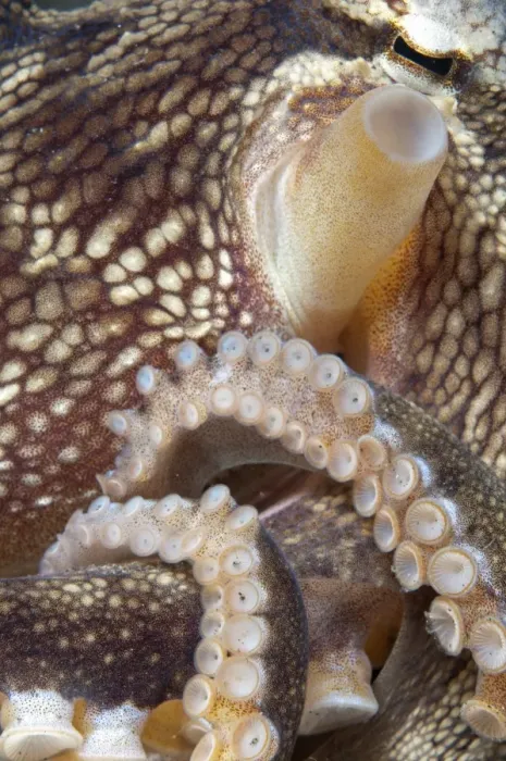 Framed Print : Veined Octopus (Amphioctopus marginatus) adult, close-up of siphon, tentacles and suckers, Lembeh Straits, Sulawesi Framed Print : Veined Octopus (Amphioctopus marginatus) adult, close-up of siphon, tentacles and suckers, Lembeh Straits, Sulawesi