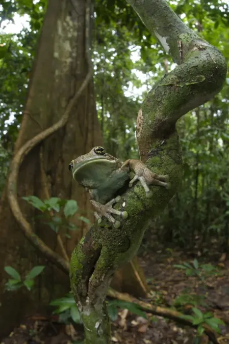Framed Print : Veined Treefrog (Phrynohyas venulosa) adult, sitting on liana in lowland tropical forest habitat, Los Amigos Biological Station, Madre de Dios, Amazonia, Peru